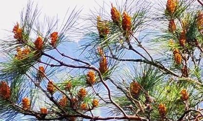 松树的花语和寓意是什么？松树象征着什么？