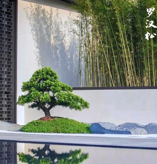 松树的花语和寓意是什么？松树象征着什么？