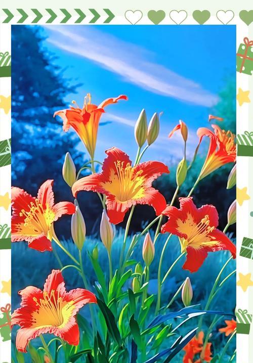 萱草的花语有哪些？萱草背后的故事是什么？