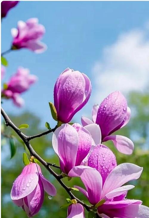 玉兰的话语花语是什么？玉兰代表了什么？