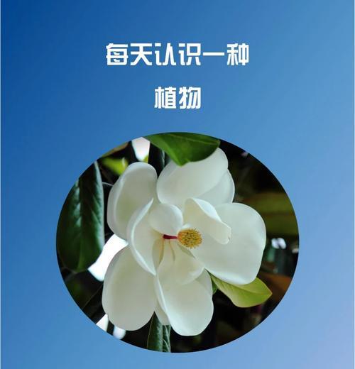 玉兰的话语花语是什么？玉兰代表了什么？
