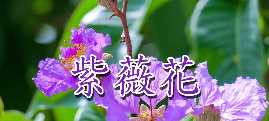 紫微花的花语是什么？紫微花象征着什么？