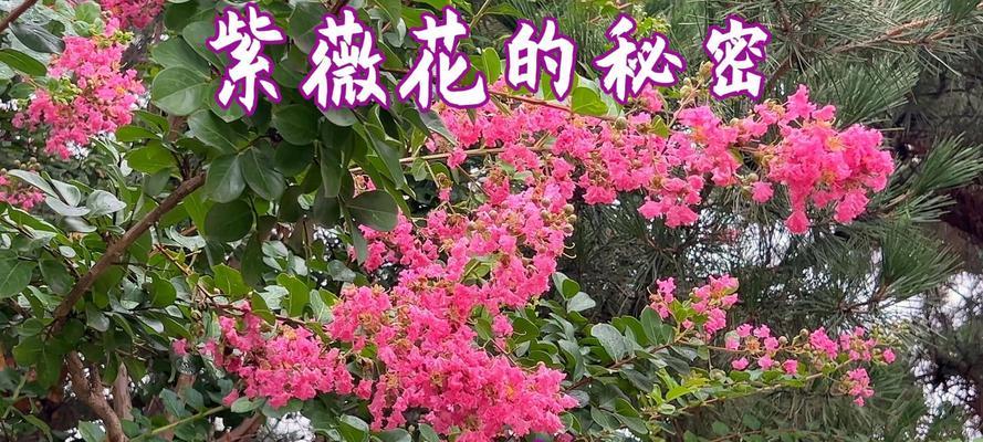 紫微花的花语是什么？紫微花象征着什么？