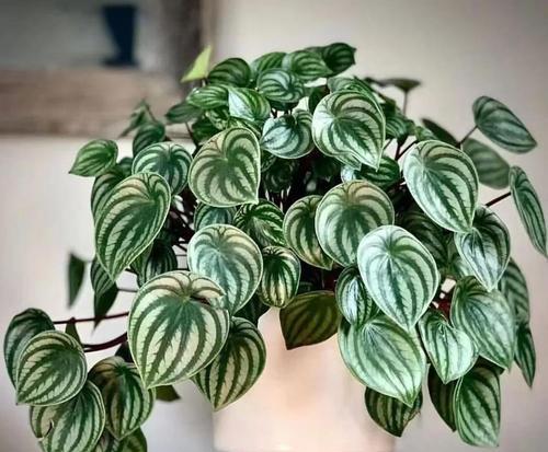 碧玉椒草的花语是什么？碧玉椒草代表了哪些意义？