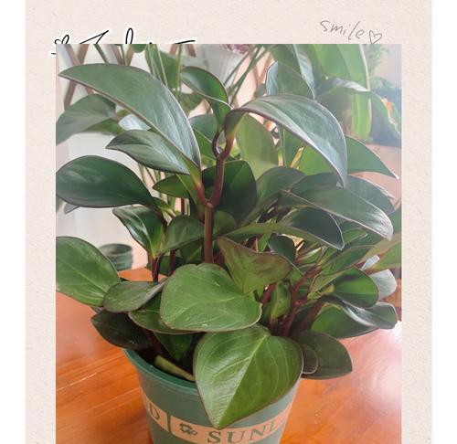 碧玉椒草的花语是什么？碧玉椒草代表了哪些意义？