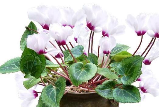 大花仙客来的花语是什么？大花仙客来象征着什么？