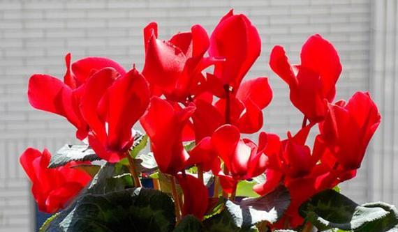 大花仙客来的花语是什么？大花仙客来象征着什么？