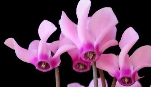 大花仙客来的花语是什么？大花仙客来象征着什么？