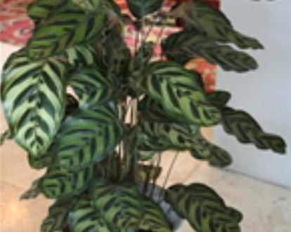 孔雀茱萸的花语是什么？孔雀茱萸代表了哪些情感？