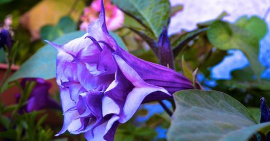 花种类有哪些？各自的花语是什么？