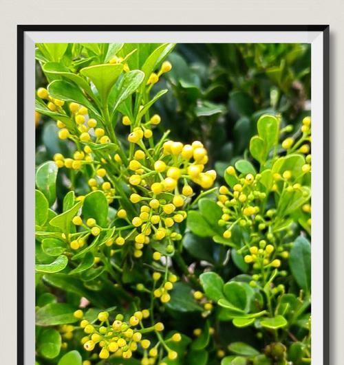 米兰菊花语是什么？米兰菊代表了什么？