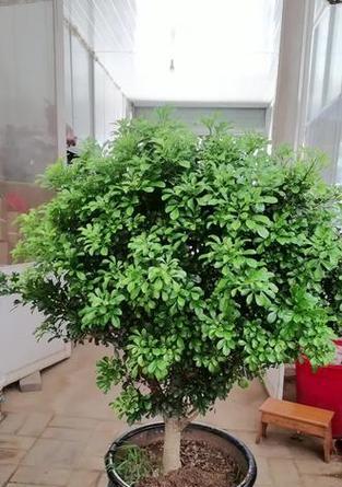 米兰菊花语是什么？米兰菊代表了什么？