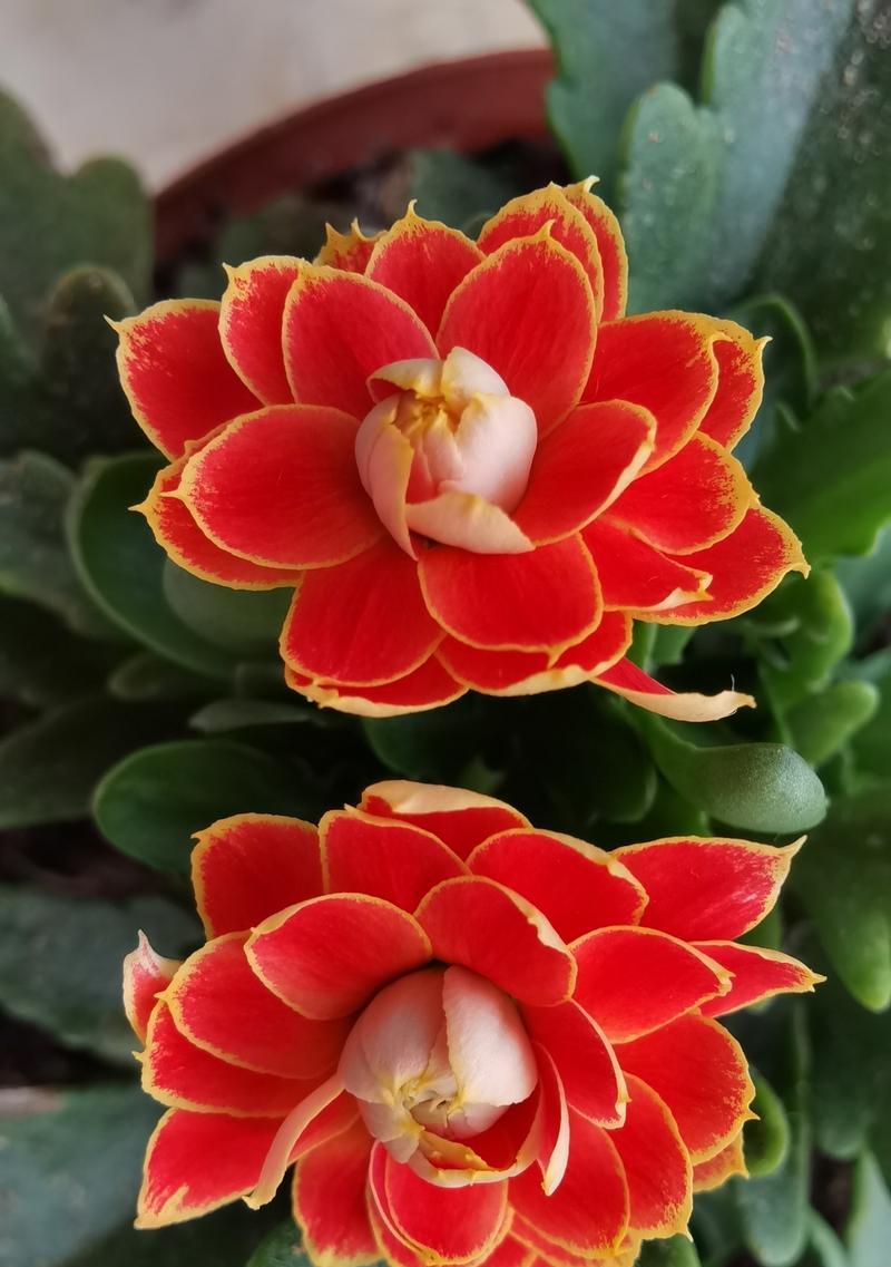 长寿花的花语与颜色有什么关系？长寿花颜色的花语是什么？