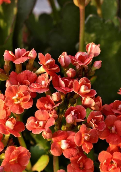 长寿花的花语与颜色有什么关系？长寿花颜色的花语是什么？