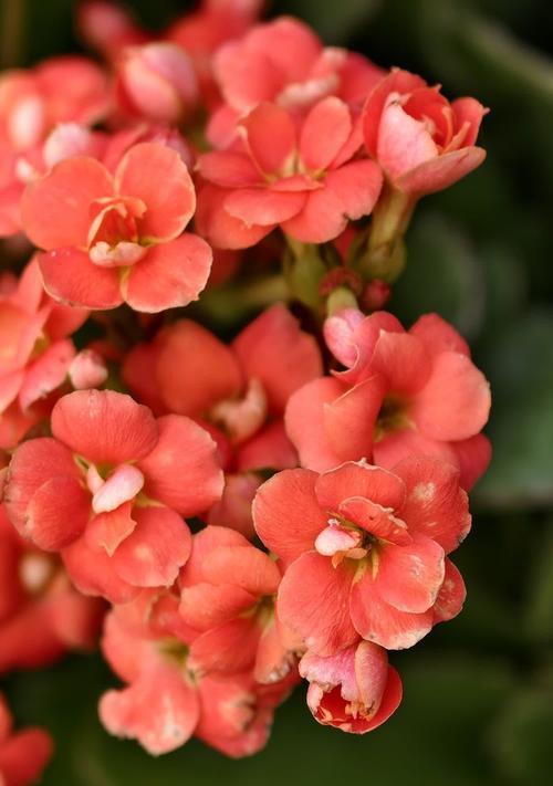 长寿花的花语与颜色有什么关系？长寿花颜色的花语是什么？