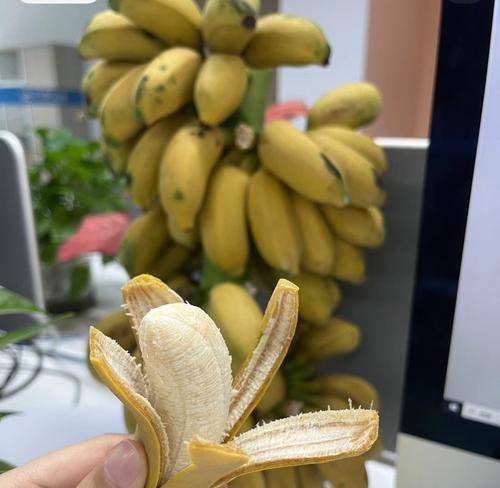 香蕉的花语是什么？香蕉象征着什么？