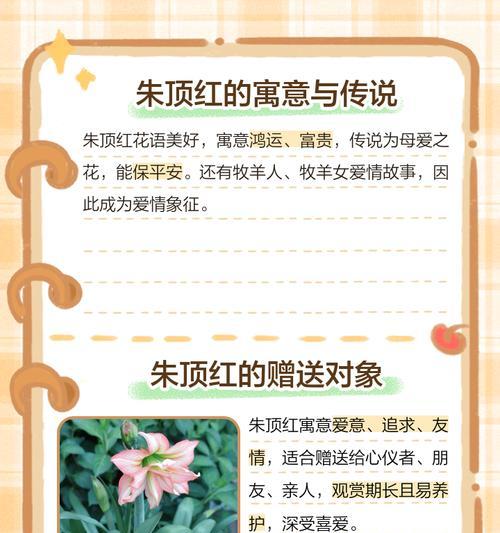 朱顶红白色代表什么？朱顶红白色花语有哪些含义？