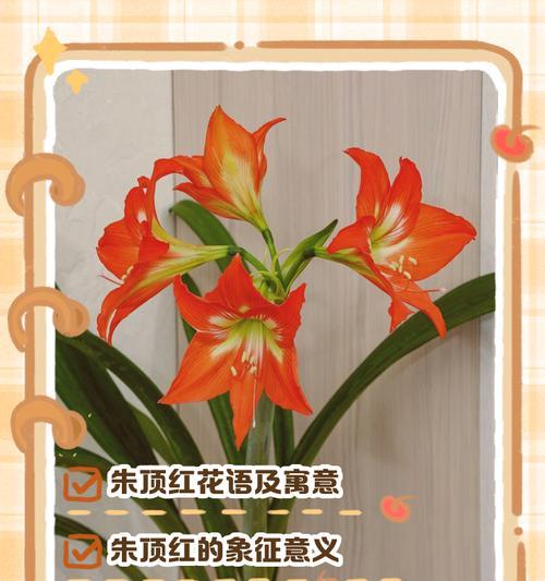 朱顶红白色代表什么？朱顶红白色花语有哪些含义？