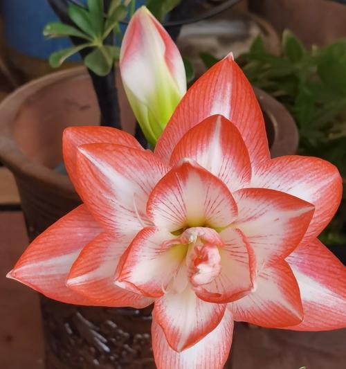 朱顶红白色代表什么？朱顶红白色花语有哪些含义？