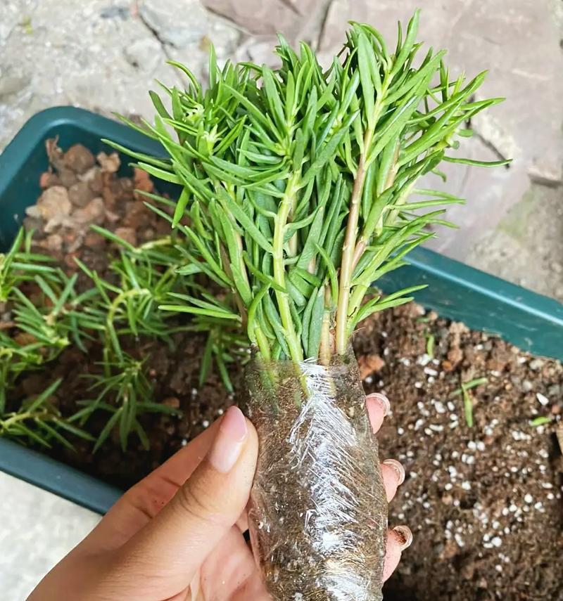 太阳花珊瑚的花语是什么？太阳花珊瑚象征着什么？