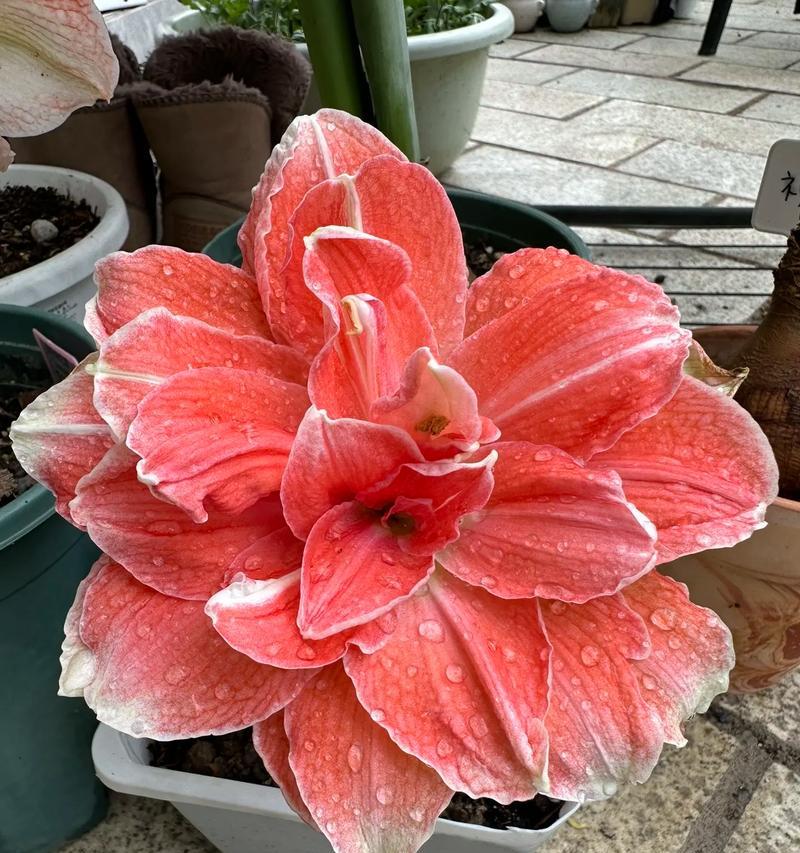 太阳花珊瑚的花语是什么？太阳花珊瑚象征着什么？