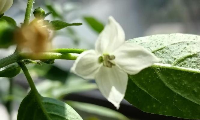 白色辣椒花的花语是什么？白色辣椒花象征着什么？