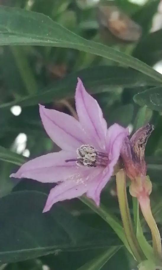 白色辣椒花的花语是什么？白色辣椒花象征着什么？