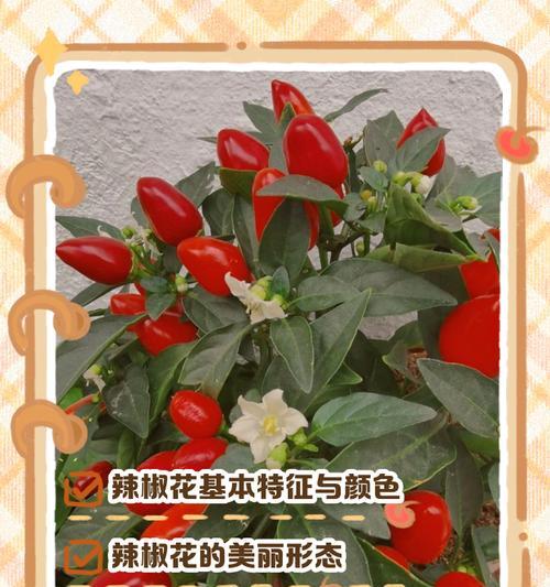 白色辣椒花的花语是什么？白色辣椒花象征着什么？
