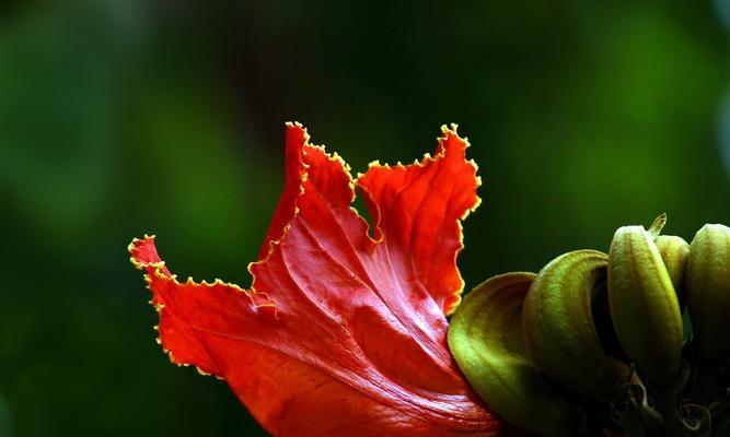 火焰木花的花语是什么？火焰木花象征着什么？