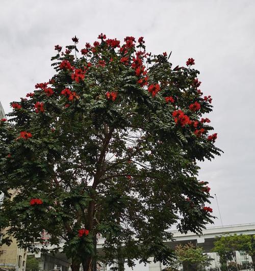 火焰木花的花语是什么？火焰木花象征着什么？