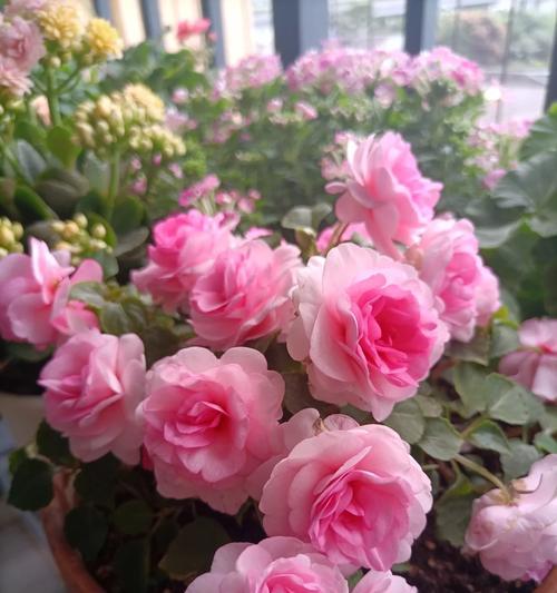 非洲凤仙的花语是什么？非洲凤仙象征着什么？