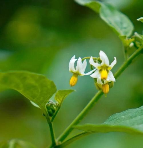 观赏茄子的花语是什么？观赏茄子象征着什么？