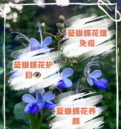 蝴蝶的花语是什么？蝴蝶象征着什么？