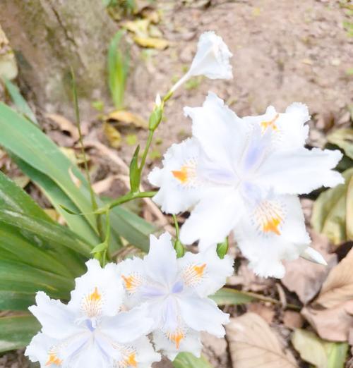 蝴蝶的花语是什么？蝴蝶象征着什么？