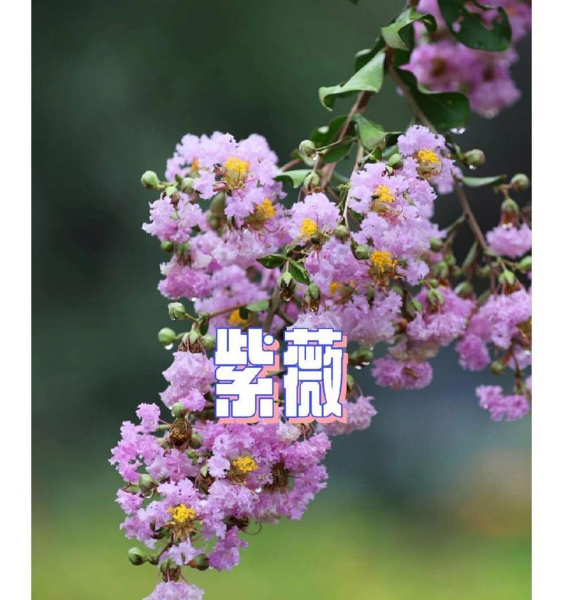紫薇的花语是什么？紫薇象征着什么？
