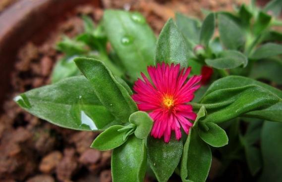 樱花吊兰的花语是什么？樱花吊兰象征着什么？