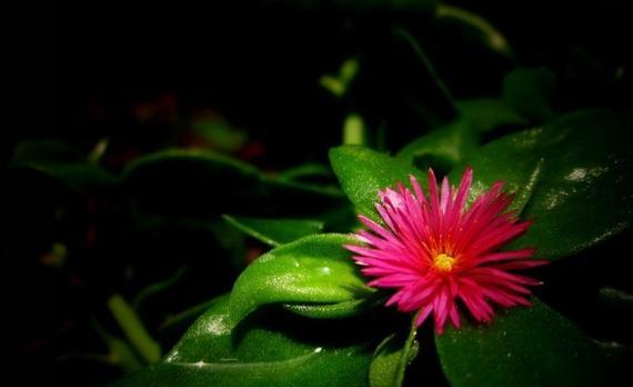 樱花吊兰的花语是什么？樱花吊兰象征着什么？