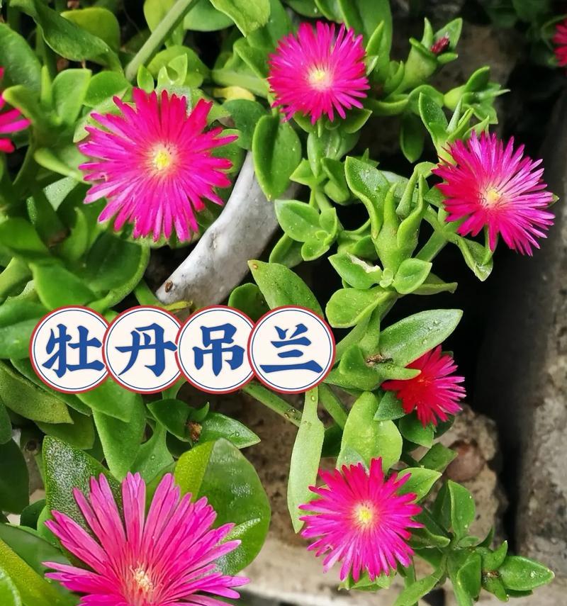 樱花吊兰的花语是什么？樱花吊兰象征着什么？