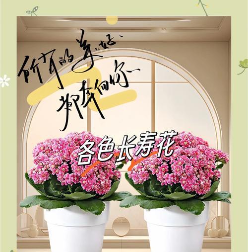 花语大全送家人是什么？花语大全如何选择？