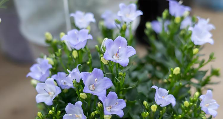 花语大全送家人是什么？花语大全如何选择？