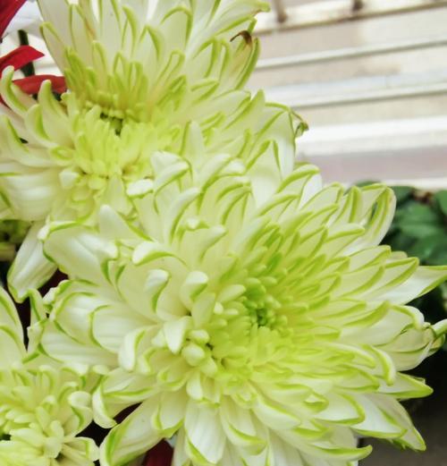 雏菊数量的花语是什么？雏菊象征着什么？