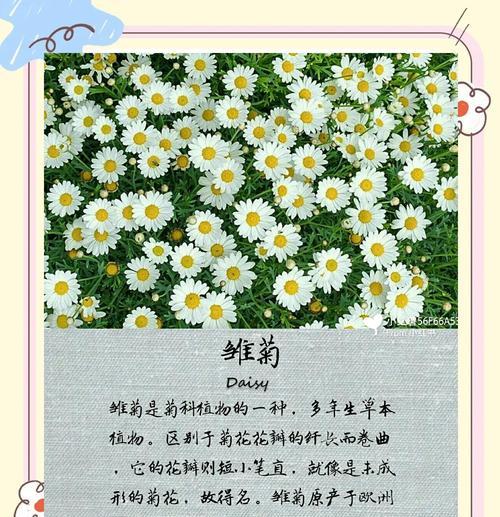 雏菊数量的花语是什么？雏菊象征着什么？