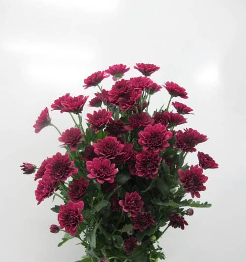 雏菊数量的花语是什么？雏菊象征着什么？
