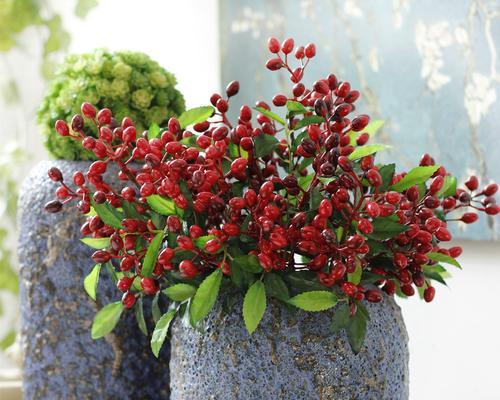 西洋花浆果的花语是什么？西洋花浆果象征着什么？