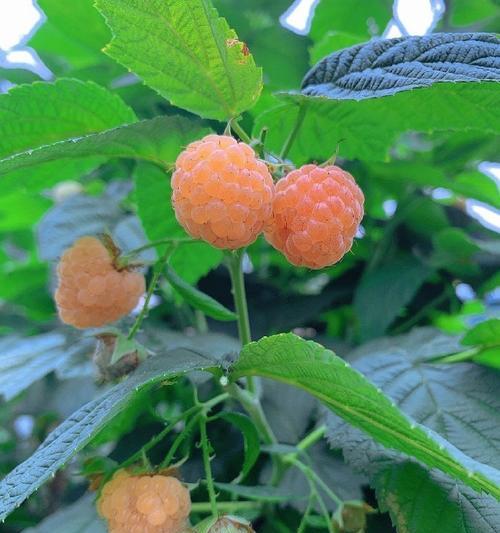 西洋花浆果的花语是什么？西洋花浆果象征着什么？