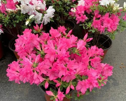 西洋花浆果的花语是什么？西洋花浆果象征着什么？