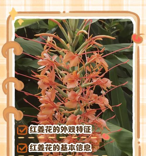 花叶燕山姜的花语是什么？花叶燕山姜象征着什么？