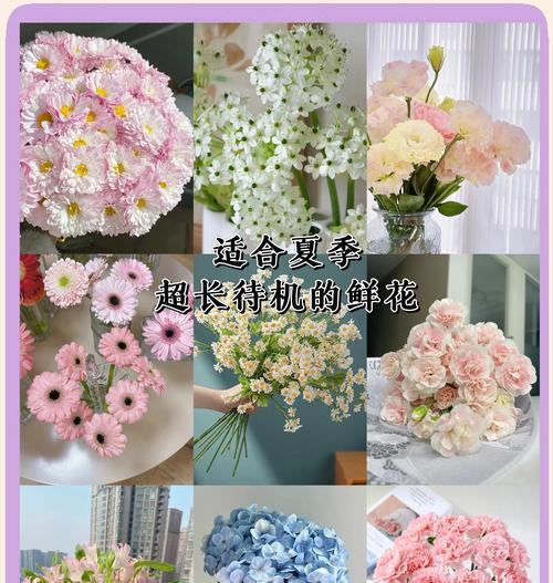 雏菊花束代表什么？如何挑选寓意深刻的雏菊花语？