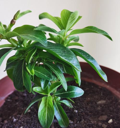 秋季开花植物有哪些花语？如何表达秋天的思念？