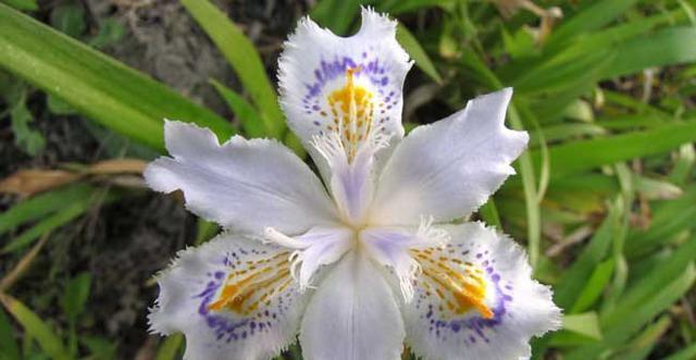 白色荔枝花的花语是什么？如何用它来传达爱意？